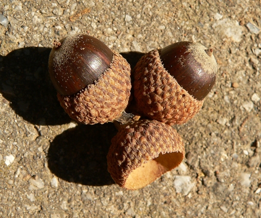 {Quercus stellata}